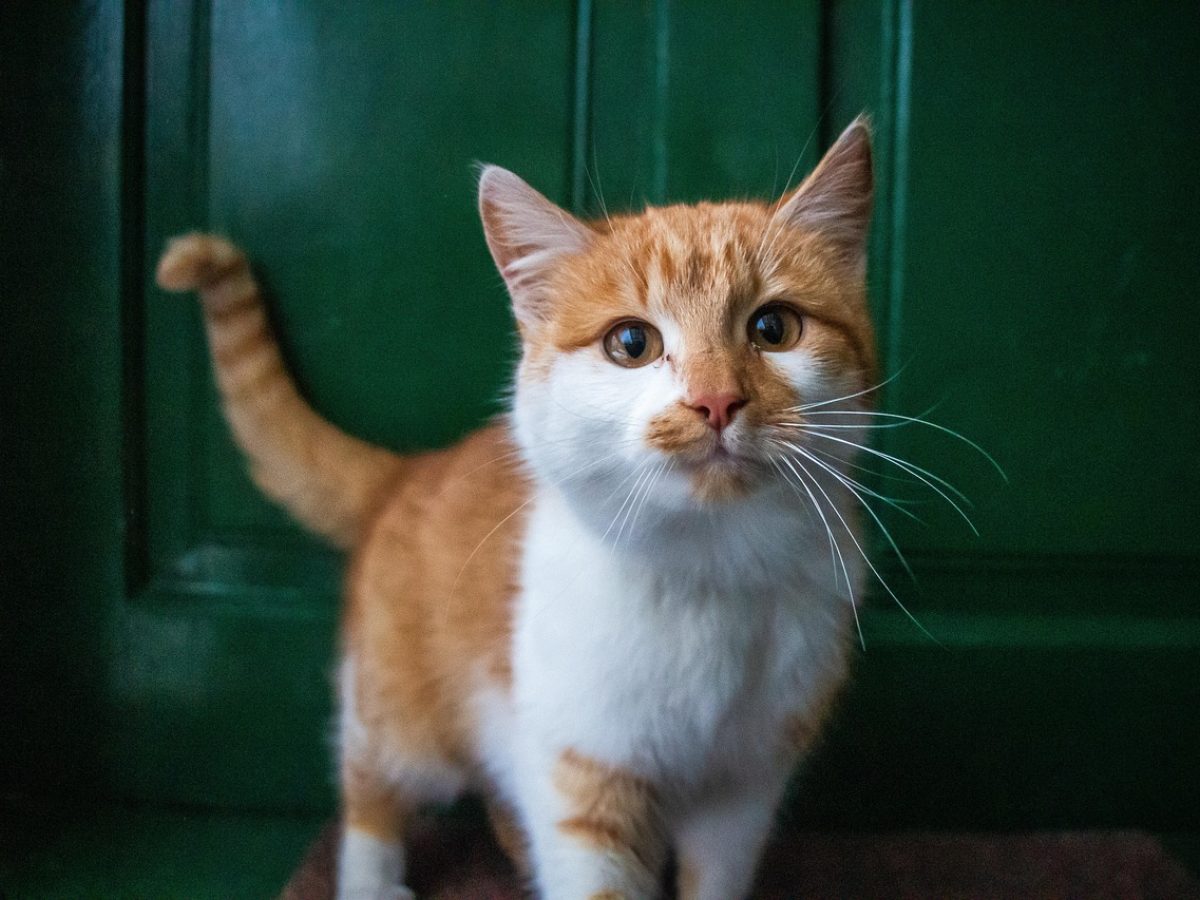 猫啃网编辑在明亮办公桌前逐条核对公开来源信息，屏幕与纸面资料并列摆放，氛围安静专注