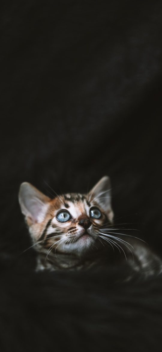 猫啃网 App 搜索结果页截图，关键词高亮显示，右侧带有匹配度排序标识与分类筛选标签