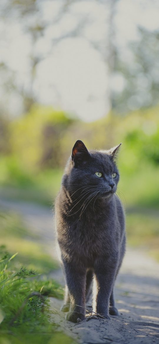 猫啃网 App 条目详情页截图，顶部信息状态标签与正文排版清晰，底部显示来源线索与更新时间